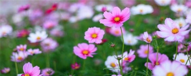 波斯菊种子几月份种植「波斯菊 播种时间」